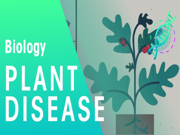 Plant disease classification